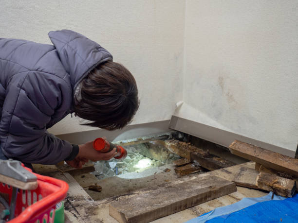 Best Comprehensive Air Testing for Mold Contaminants  in Olive Hill, KY