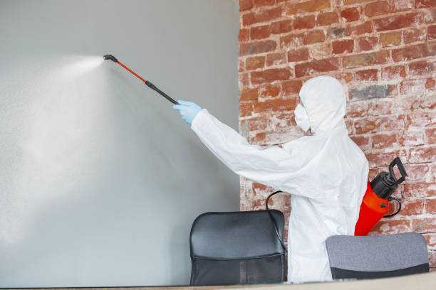 Best Environmental Consulting for Mold Prevention  in Olive Hill, KY