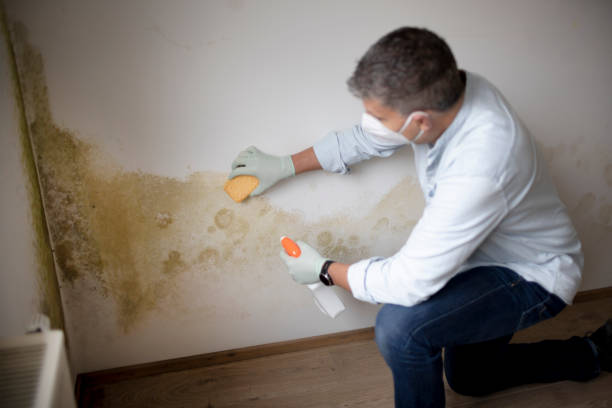 Best Basement Mold Removal  in Olive Hill, KY